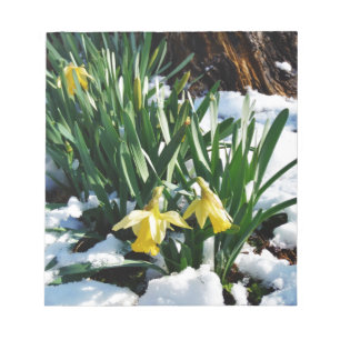 Bloco De Notas Flores amarelas dos Daffodils na neve