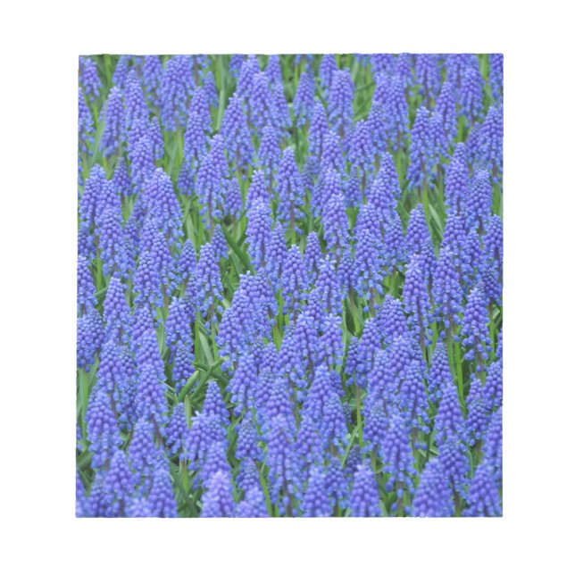 Bloco De Notas Flores de muscari azuis bonito (Frente)