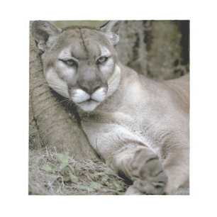 Bloco De Notas Flórida Panther, Felis concolor coryi,