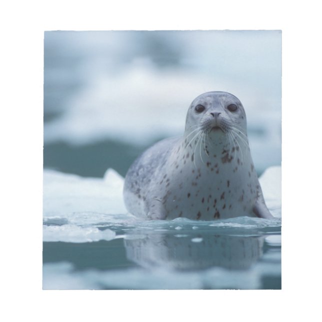 Bloco De Notas foca-comum-do-pacífico, Phoca vitulina richardsi (Frente)
