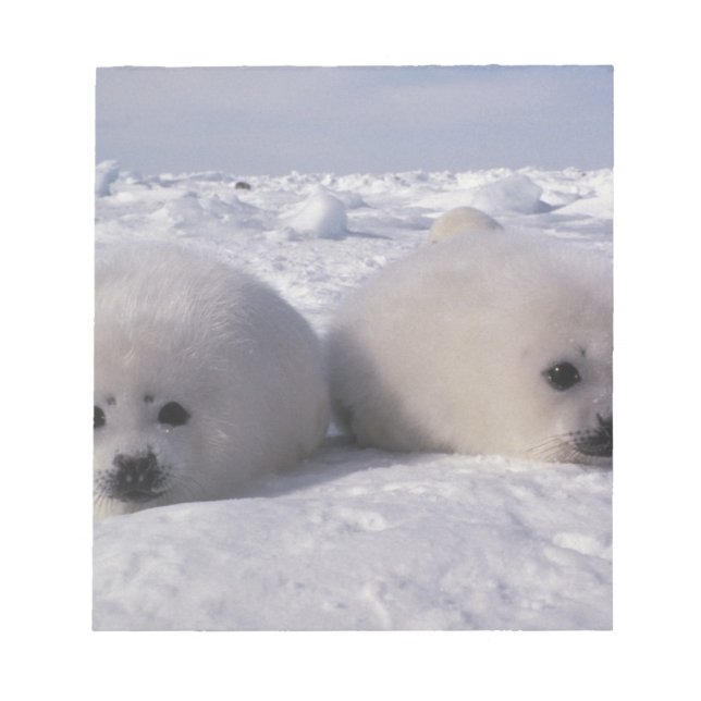 Bloco De Notas Foca-da-groenlândia (Phoca groenlandica) Filhotes  (Frente)