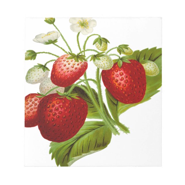 Bloco De Notas Folhas de folhas de fruta de comida (Frente)