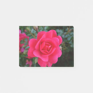 Bloco De Notas Foto bonito de rosa rosa rosa