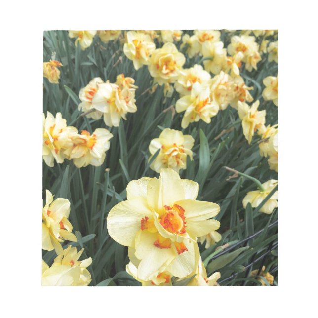 Bloco De Notas Foto de Daffodils (Frente)