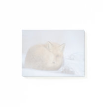 Foto De Inverno Enrolada De Raposa Bela