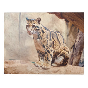 Bloco De Notas foto de leopardo nebuloso natureza vida selvagem e