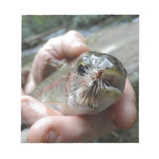 Bloco De Notas Foto do Rainbow Trout