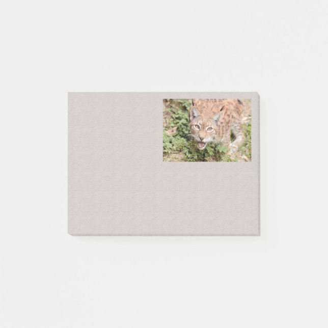 Bloco De Notas Foto em posto gato, lince, animais (Frente)