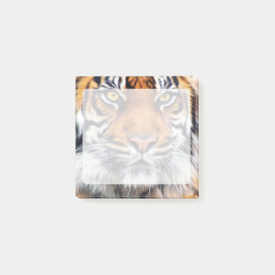 Bloco De Notas Fotografia de Tigre Siberiano