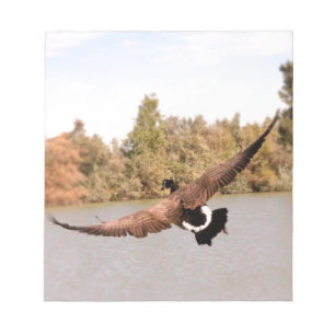 Bloco De Notas fotografia do pato voador sobre a água