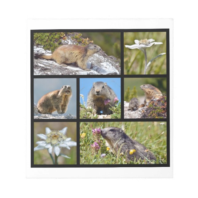 Bloco De Notas Fotos de mosaico, marmotas alpinas e edelweiss (Frente)