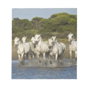 Bloco De Notas França, Camargue. Cavalos correm pelo estuário 3