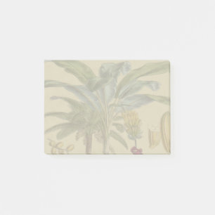 Bloco De Notas Fruta de Palma Tropical Antica Botânica