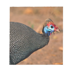 Bloco De Notas Galinha-d'angola (Numida meleagris). África,