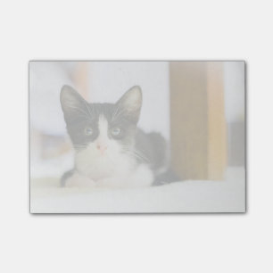 Bloco De Notas Gatinho branco e preto doce