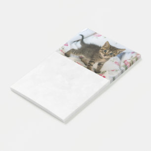 Bloco De Notas Gatinho Gatinho Gelado, Surpreso