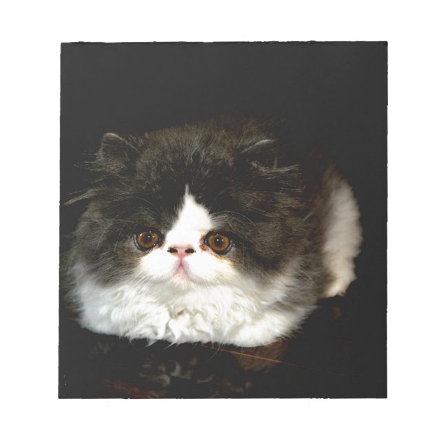 Bloco De Notas Gato branco-preto-branco-bonito (Frente)