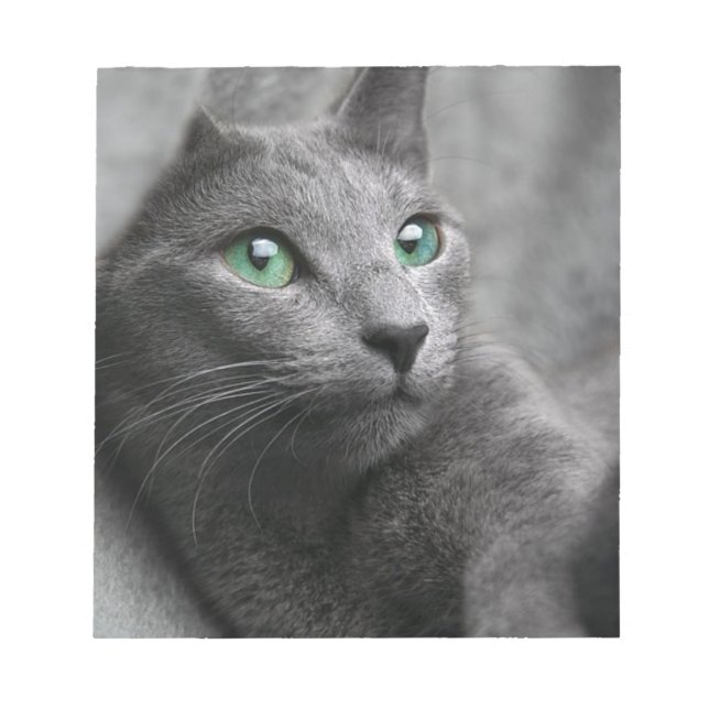 Bloco De Notas Gato de Cinza de Olhos Azuis Russos (Frente)