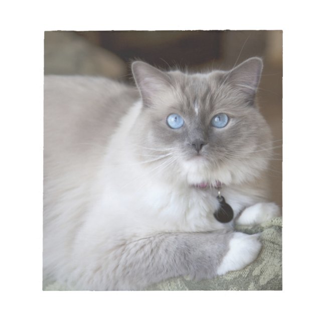 Bloco De Notas Gato de Ragdoll feminino (Frente)
