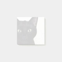 Gato, Retrato de Gus