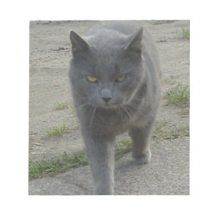 Bloco De Notas Gatos