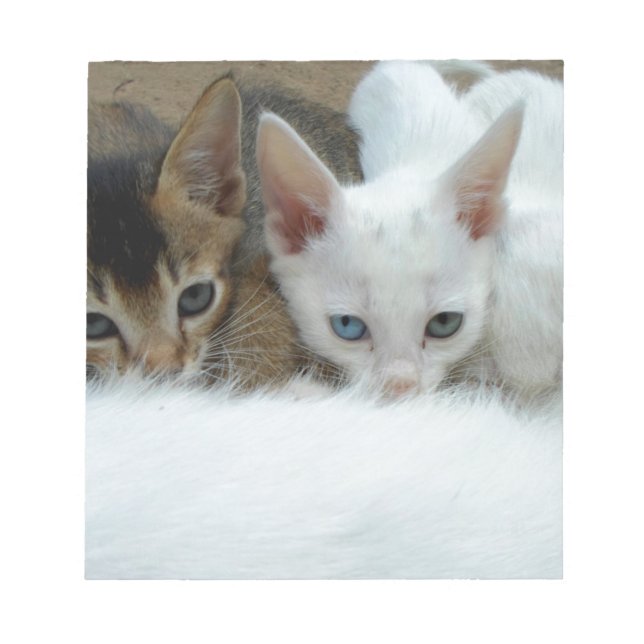 Bloco De Notas Gatos bonitos (Frente)