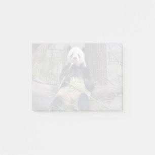 Bloco De Notas Gigante Panda Tian Tian no Zoo Nacional