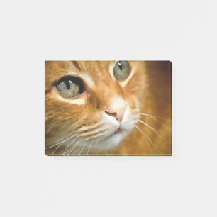 Bloco De Notas Ginger Tabby Cat Posicionando Retrato