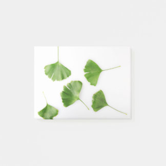 Bloco De Notas Ginkgo Biloba Leaf Contra Fundo Branco