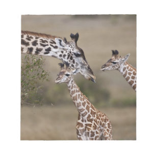Bloco De Notas Girafa Masai (Giraffa tippelskirchi)