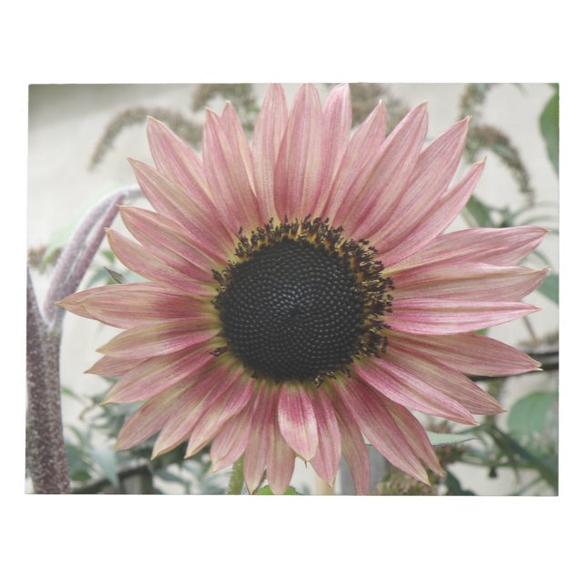 Bloco De Notas Girassol rosa pálido (Frente)