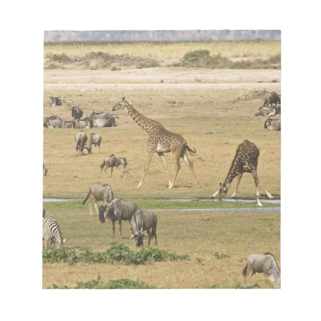 Bloco De Notas Gnus, Zebras e Girafas (Frente)