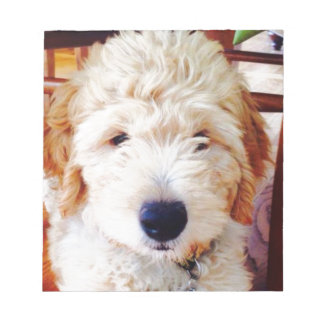 Bloco De Notas Goldendoodle Puppy
