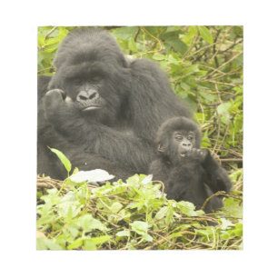 Bloco De Notas Gorila-da-montanha, Gorilla beringei (anteriorment