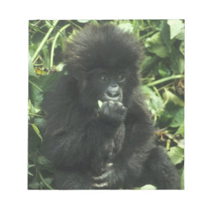 Bloco De Notas Gorila da Montanha, (Gorilla gorilla beringei),
