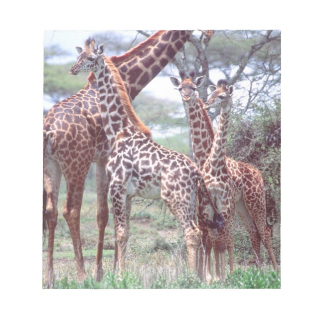 Bloco De Notas Grupo de girafas ou manada com filhotes, Giraffa (Frente)