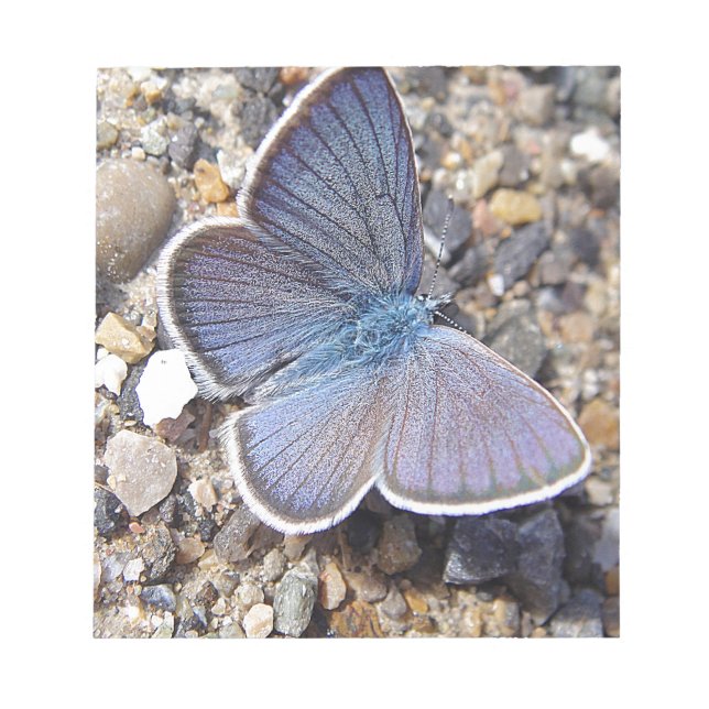 Bloco De Notas Hellblauer Schmetterling (Frente)