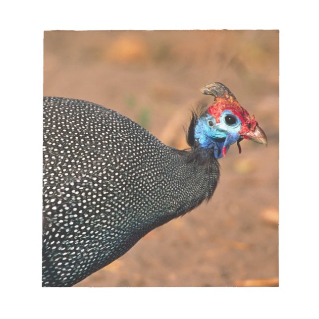 Bloco De Notas Helmeted Guiné Fowl (Numida meleagris). África, (Frente)
