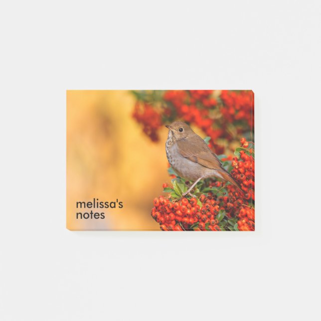 Bloco De Notas Hermit Thrush Songbird no espinho-de-espinho (Frente)