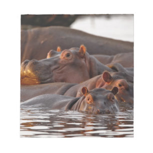 Bloco De Notas Hipopótamo, Hippopotamus amphibius, Lago