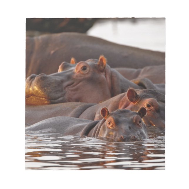 Bloco De Notas Hipopótamo, Hippopotamus amphibius, Lago (Frente)