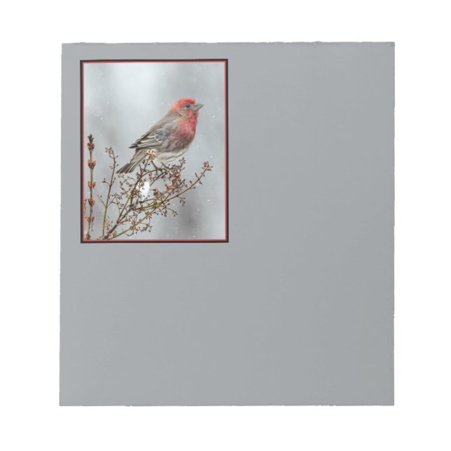 Bloco De Notas House Finch in Snow - Foto original (Frente)