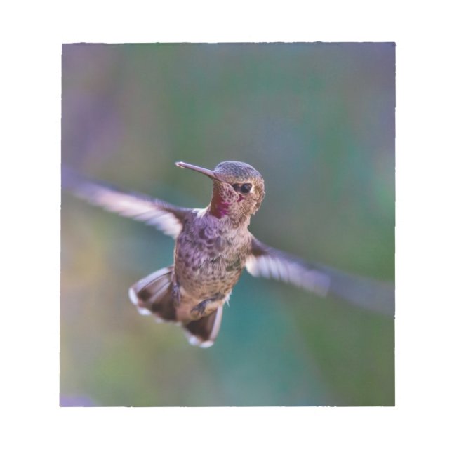 Bloco De Notas Hummingbird (Frente)
