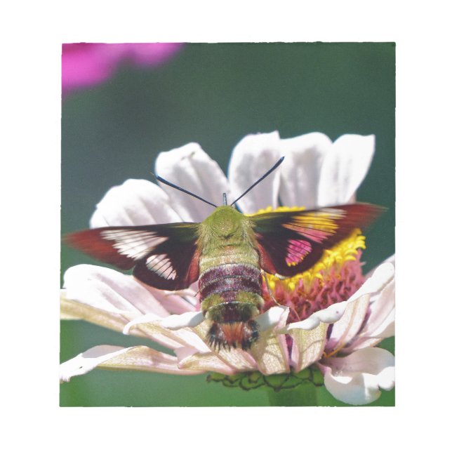 Bloco De Notas Hummingbird Moth (Frente)