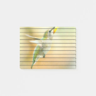 Bloco De Notas Hummingbird na luz da manhã cedo