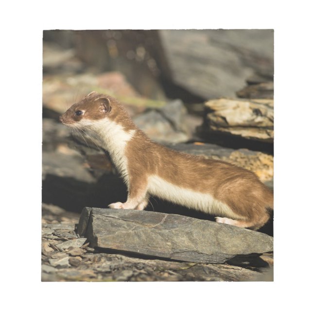 Bloco De Notas Hunting Weasel (Frente)