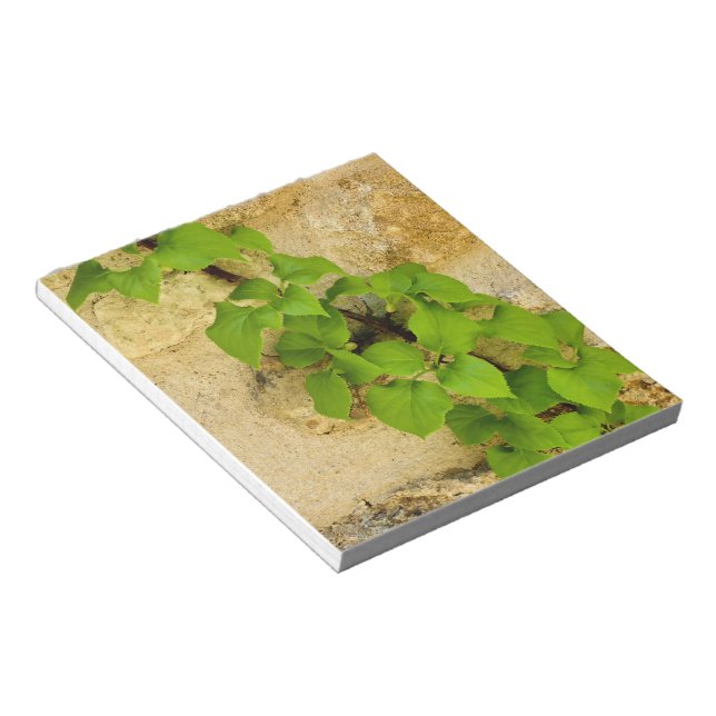 Bloco De Notas Hydrangea petiolaris (Inclinado)