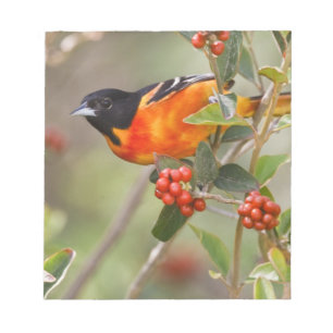 Bloco De Notas Ilha de South Padre, Texas, EUA, Baltimore Oriole