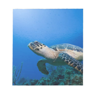 Bloco De Notas Ilhas Cayman, Little Cayman Island, Subaquático 2