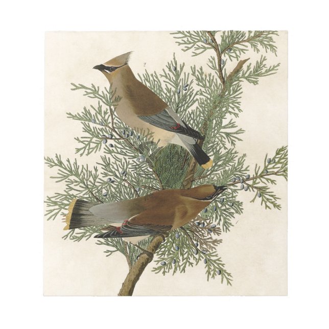 Bloco De Notas Impressão do Pássaro Cica-de-cristal-de-Audubon (Frente)